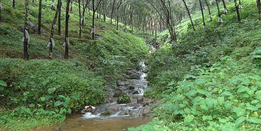 8 acres of Rubber plantation for sale Near Carmel Engineering collage… Ranni, PERUNAD, Koonamkara P. O.